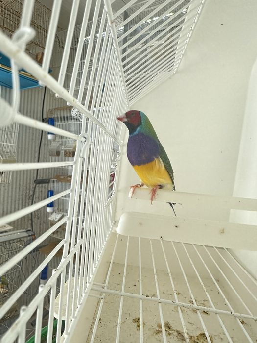 Diamantes gould