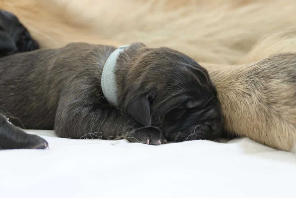 LEONBERGER, hodowla FCI - szczenię , samiec