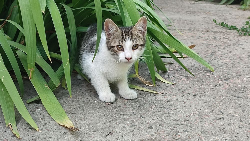 Кошенята шукають родину