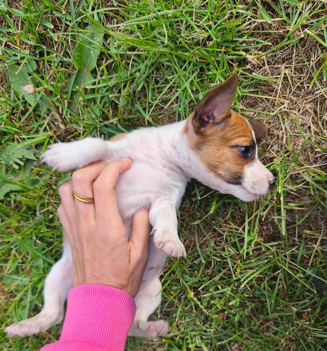 Jack Russell terrier suczka