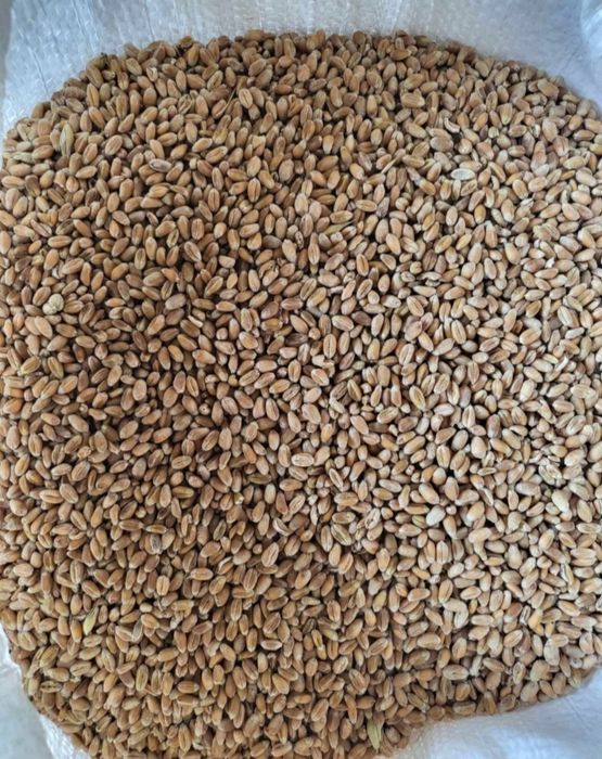 Pszenica, pszenżyto