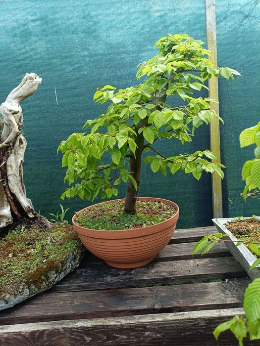 Grab bonsai yamadori