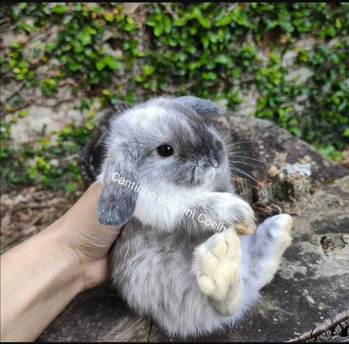 Coelhos anões mini lop +Gaiola nova+alimentação adequada