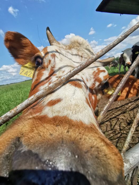 Sprzedam mleko elologiczne