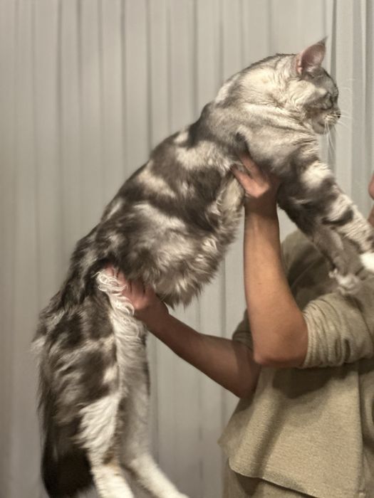 Котик Мейн-кун вязка