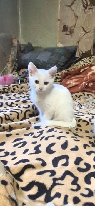 Котик в турботливі руки.