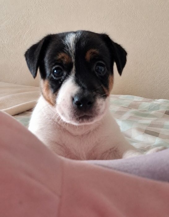 Suczka Jack Russell Terrier Fci zkwp tricolor gładkowłosa