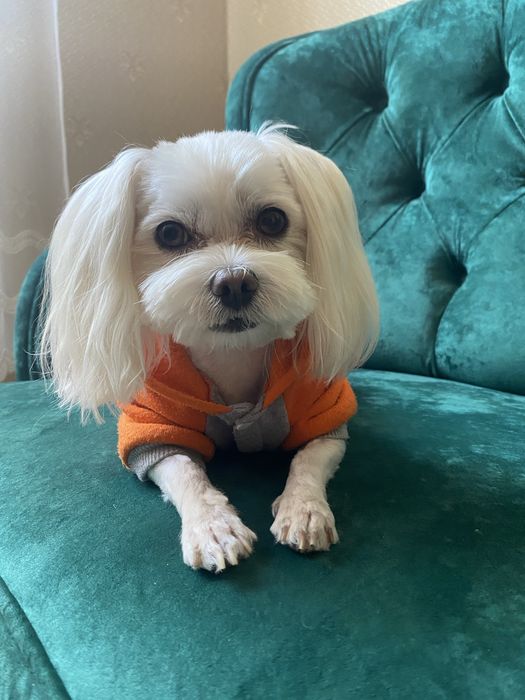 Вʼязка хлопчика Мальтезе-міні