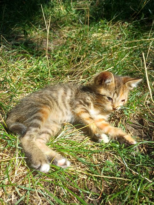 Кошенята в добрі руки