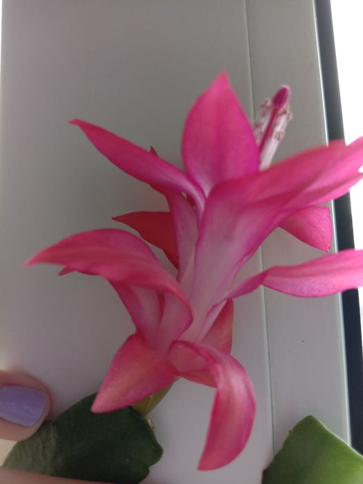 Недорого комнатные растения рождественик, хлорофитум, фиалки, и тд.