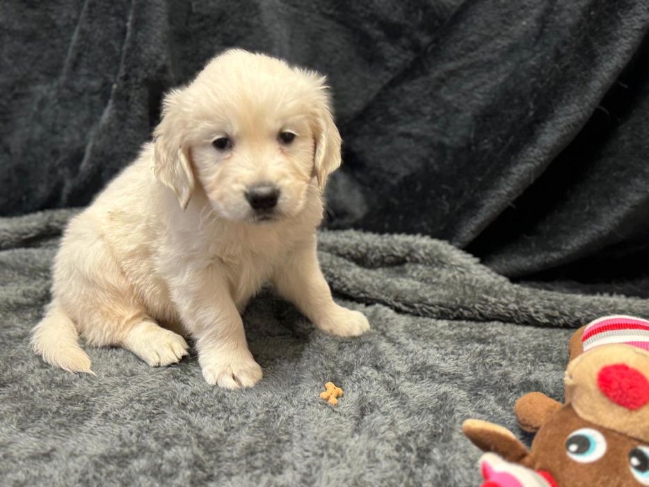 Golden Retriever com Lop e afixo