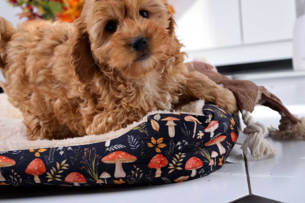 Cockapoo sunia F1 Cocker spaniel & pudel miniatura