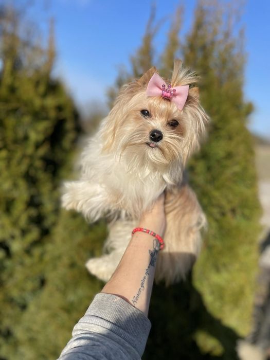 Golddust Yorkshire terrier miniaturka suczka biewer paszport