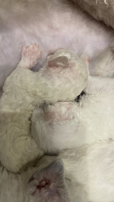 Красивые котята готовы к резервированию в самые лучшие семьи