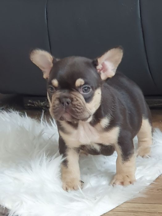 Buldog francuski/  Dwoch ostatnich   cudnych  chłopców