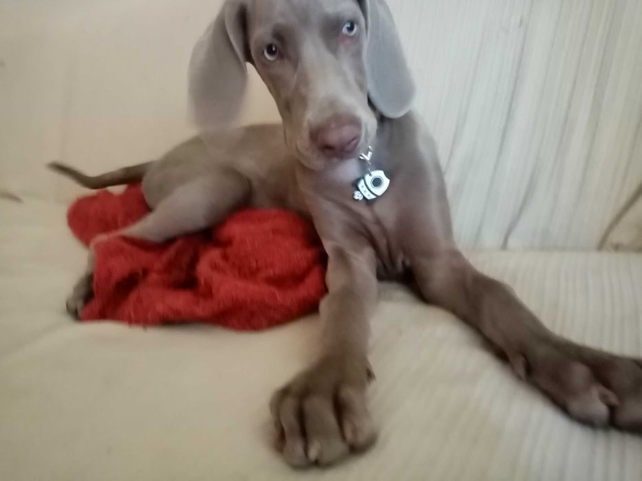 Pet-Sitting Vila Franca de Xira em ambiente familiar