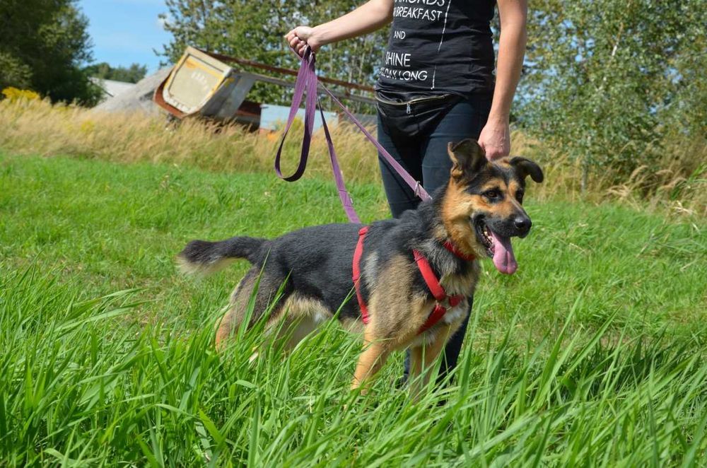 Bambo młodziutki przyjazny w typie owczarka niemieckiego ADOPCJA