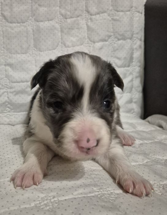 Border collie suczka blue merle