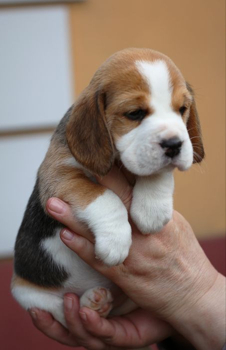 Бигль, щенки,заводчик , КСУ