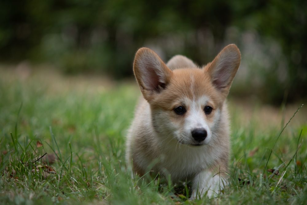 Чарівний хлопчик коргі_Йода