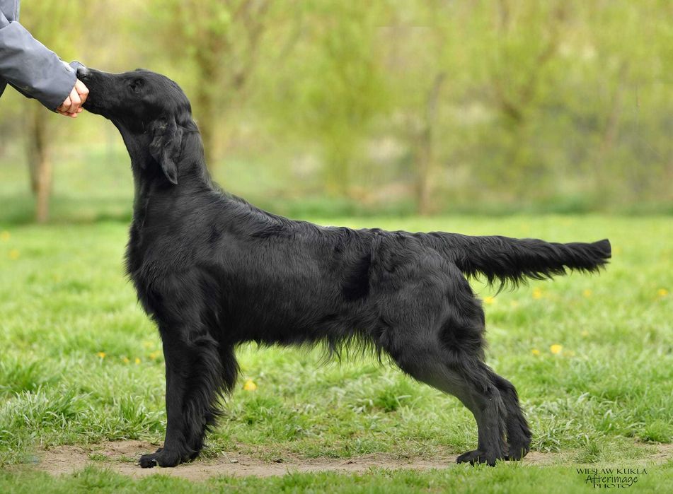 Flat-Coated Retriever – czarny chłopiec szuka kochającego domu