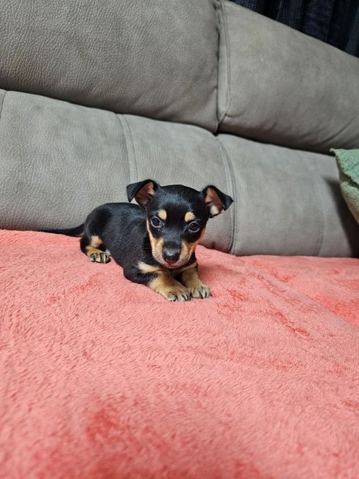 Pinscher mini macho