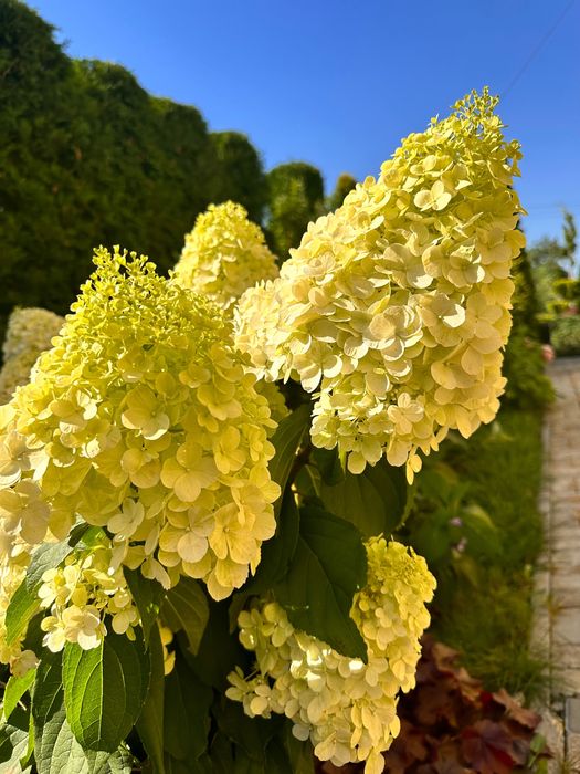 Гортензія крупнолиста, мітловидна: 111 грн. - Сад / город Луцьк на Olx