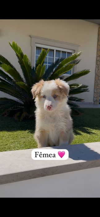 Border collie fêmea