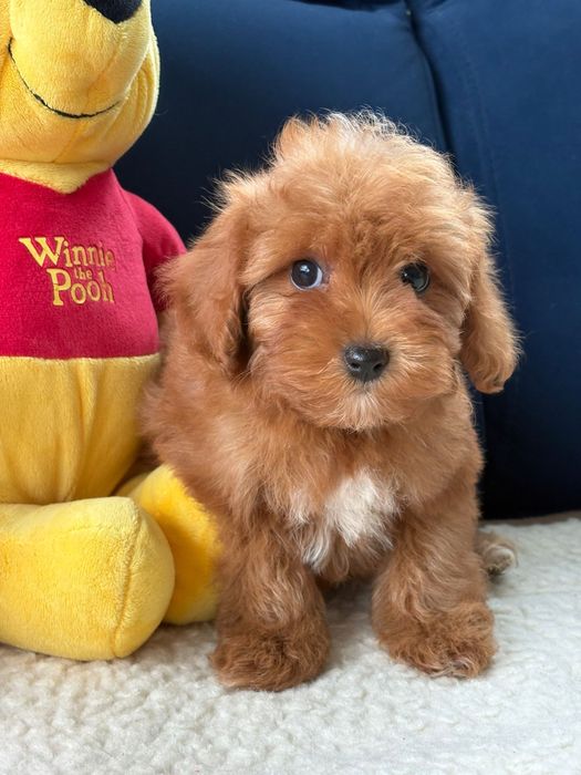 Samiec cavapoo f1b