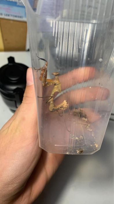 Deroplatys desicata modliszka