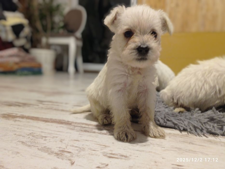 sznaucer miniaturowy miniaturka biały samiec