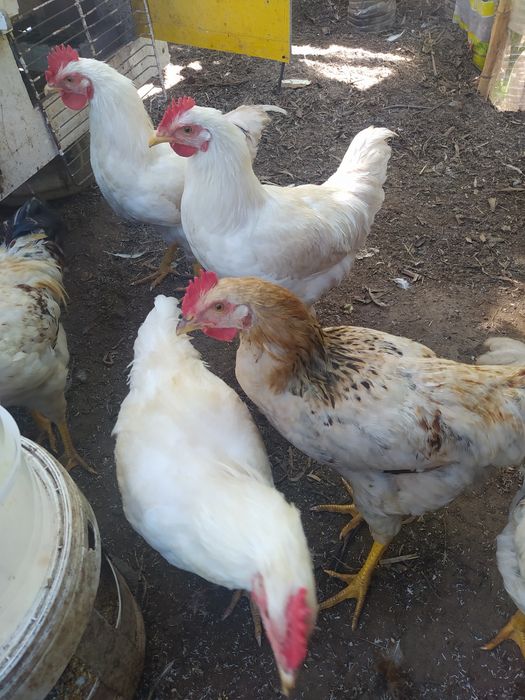 Frangos  do campo caseiros ar livre