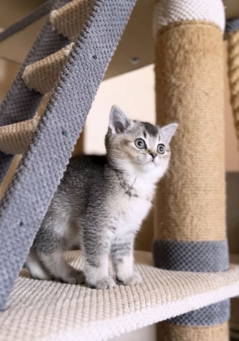 Плюшевий шотландський котик