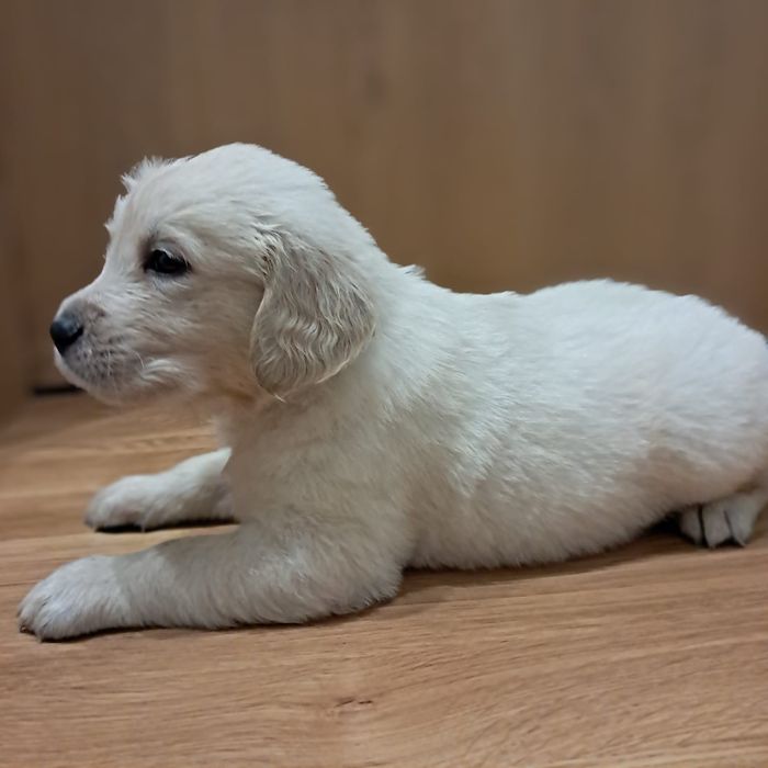 Golden retriever-rezerwacjia