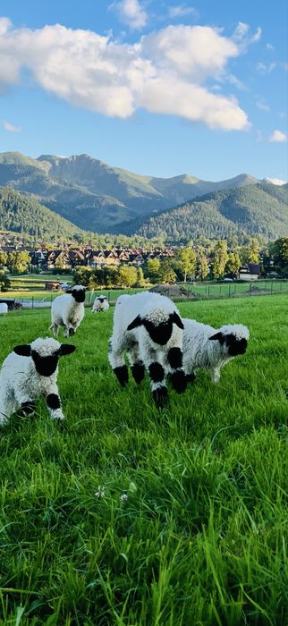 RODOWÓD Owca Walizerska Czarnonosa Walliserska