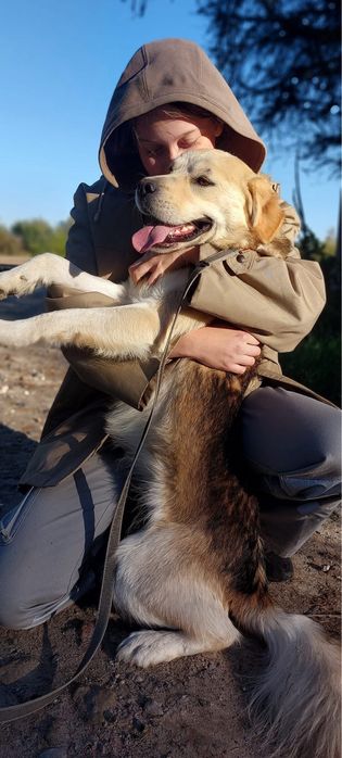 Mini retriever szuka domu – kocha ludzi i ruch