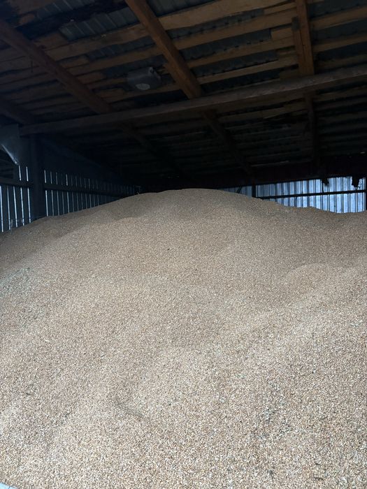 Продам фуражну пшеницю