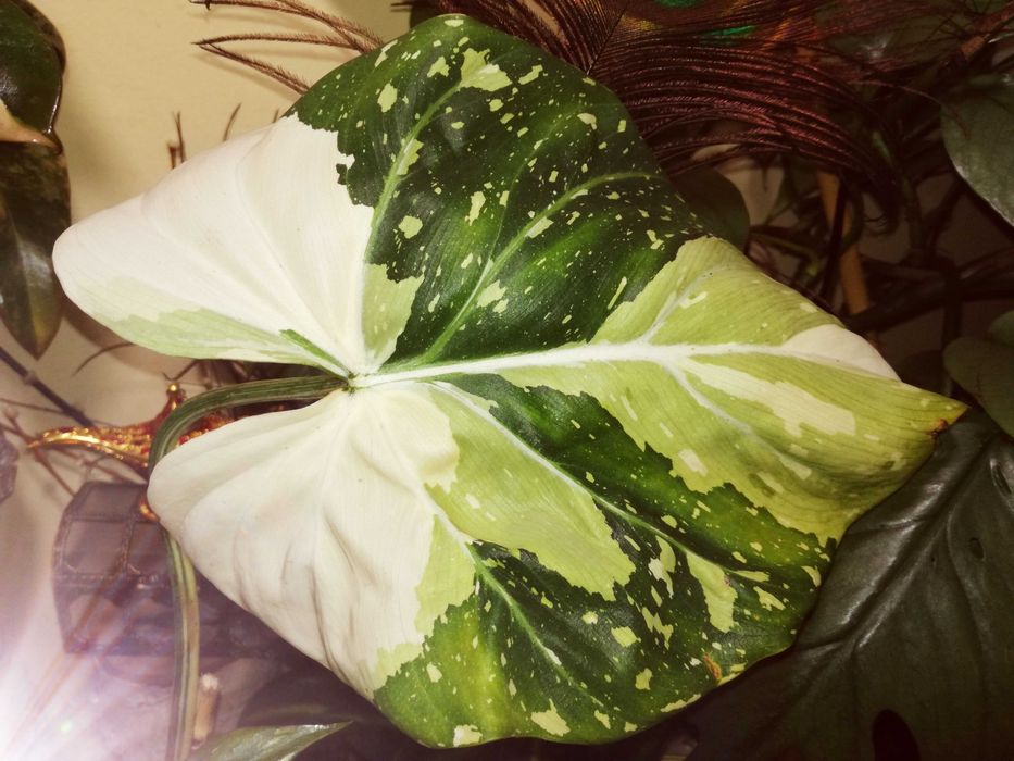 Philodendron Gloriosum TriColour Variegata  UNIKAT monstera filodendro
