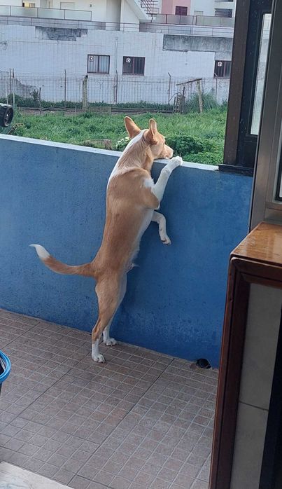 Dou cão raça podengo 1 ano e 4 meses