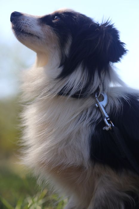 Віддам в добрі руки