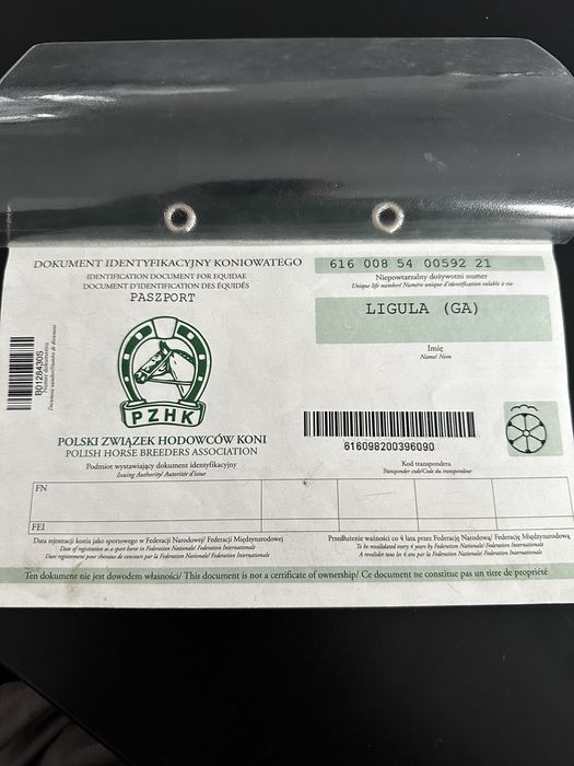Klacz śląska ze źrebakiem