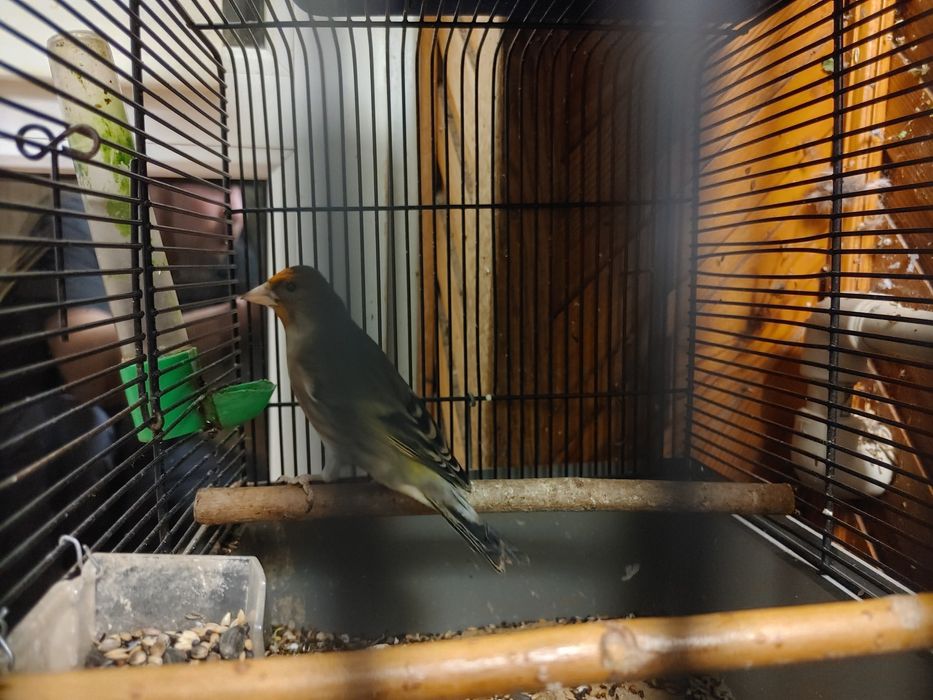 Sprzedam bastardy po Szczygla i po makolągwie