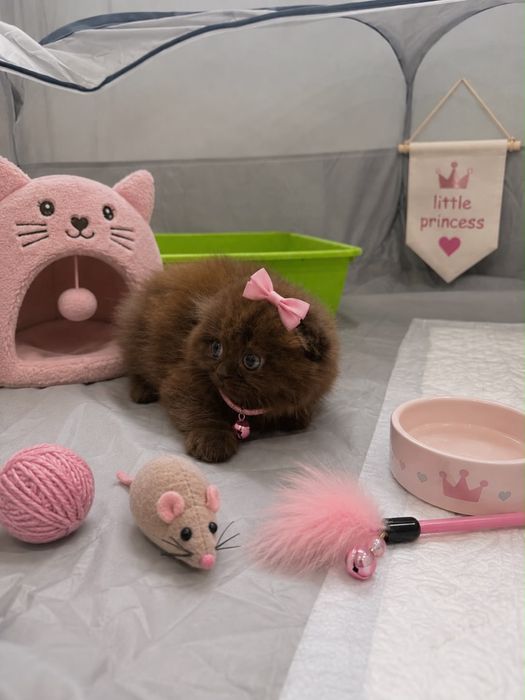 Scottish Fold Fêmea