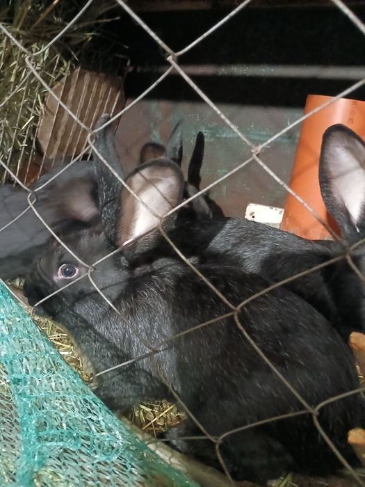 Продам кролей .Полтавское серебро