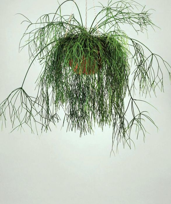 Рипсаліс волосоподібний і др.