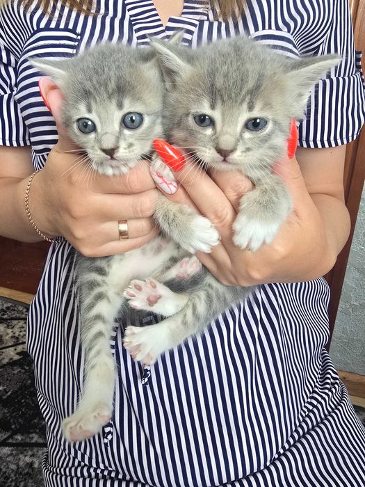 Продам котиків шотланська висловушка сіра