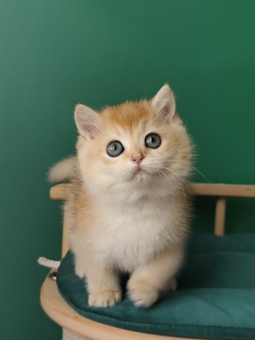 Британские золотая шиншила ny 11 ny12  by11