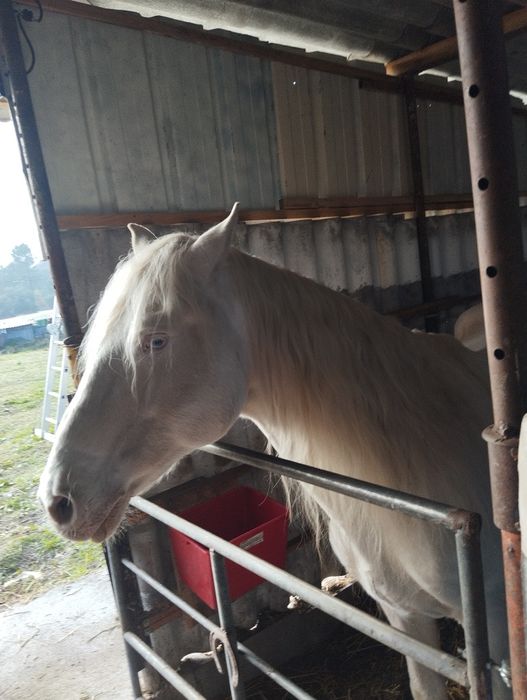 Cavalo Isabel Oportunidade