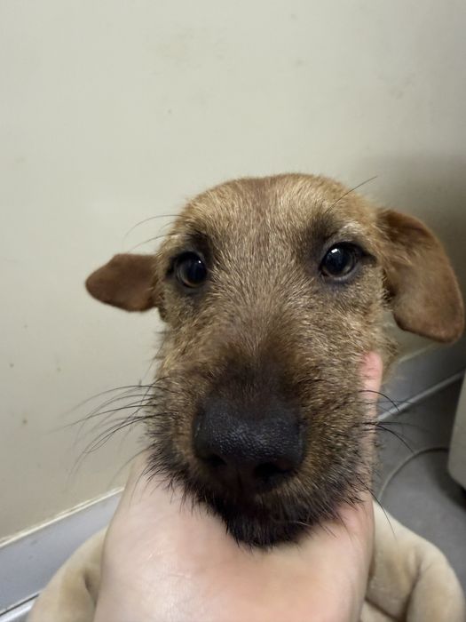 Moana, cadelinha com 9/10 meses porte pequeno para adoção responsável