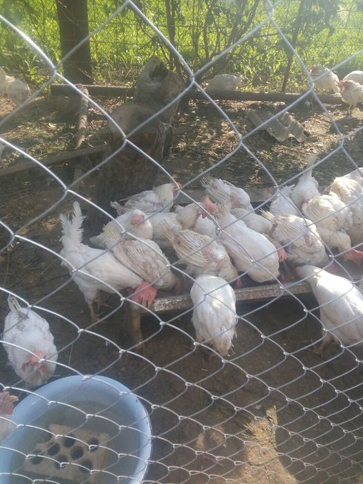 Курка, кура Леггорн